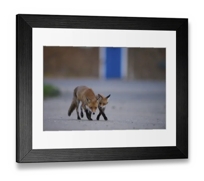 Framed Print : Urban Red fox (Vulpes vulpes) adult and young, London, May Framed Print : Urban Red fox (Vulpes vulpes) adult and young, London, May
