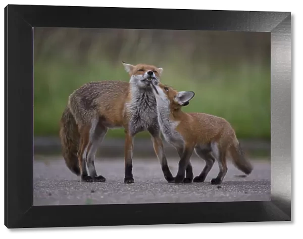 Urban Red fox (Vulpes vulpes) cub interacting with mother, London, May