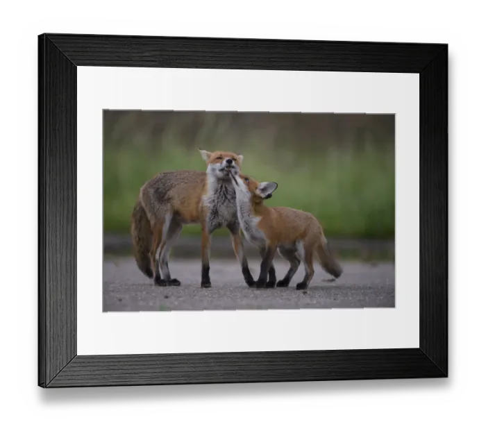 Framed Print : Urban Red fox (Vulpes vulpes) cub interacting with mother, London, May Framed Print : Urban Red fox (Vulpes vulpes) cub interacting with mother, London, May
