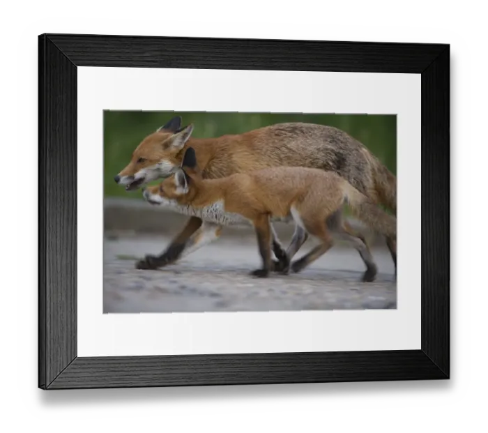 Framed Print : Urban Red fox (Vulpes vulpes) juvenile and adult, London, May Framed Print : Urban Red fox (Vulpes vulpes) juvenile and adult, London, May