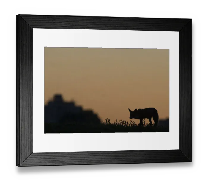 Framed Print : Urban Red fox (Vulpes vulpes) silhouetted at dusk, London, May