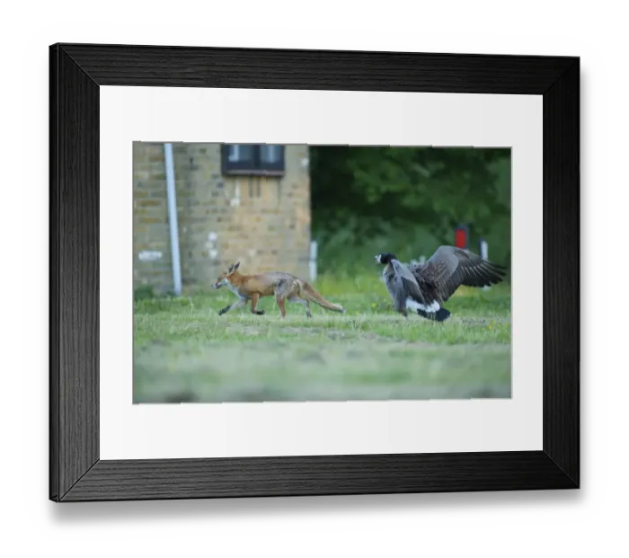 Framed Print : Canada goose (Branta canadensis) chasing off urban Red fox (Vulpes vulpes) London, May Framed Print : Canada goose (Branta canadensis) chasing off urban Red fox (Vulpes vulpes) London, May