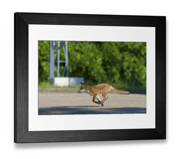 Framed Print : Urban Red fox (Vulpes vulpes) running, London, May Framed Print : Urban Red fox (Vulpes vulpes) running, London, May