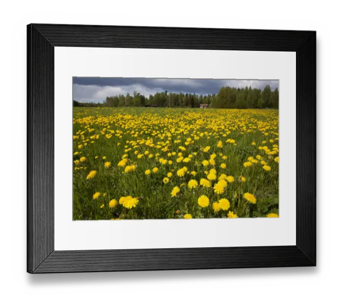 Framed Print : Field of Dandelions (Taraxacum sp) in flower, Bergslagen, Sweden, June 2009 Framed Print : Field of Dandelions (Taraxacum sp) in flower, Bergslagen, Sweden, June 2009