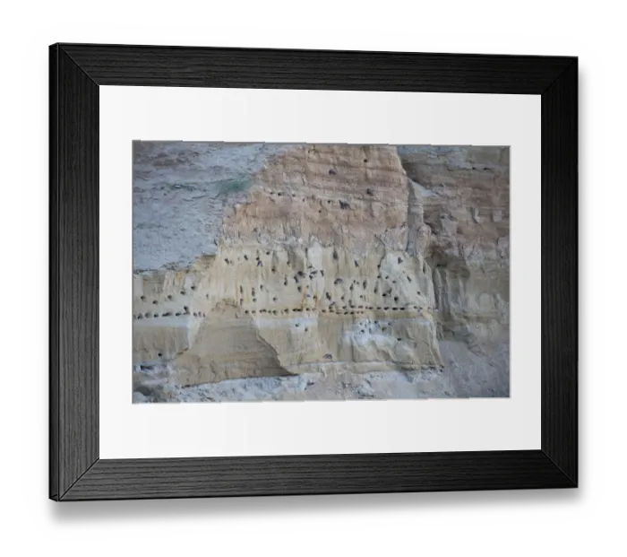 Framed Print : Sand martin (Riparia riparia) nesting colony, Moldova, June Framed Print : Sand martin (Riparia riparia) nesting colony, Moldova, June