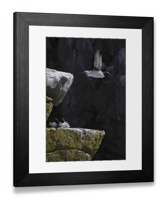 Framed Print : Guillemots (Uria aalge) one in flight, two sitting on rock, Saltee Islands, County Wexford Framed Print : Guillemots (Uria aalge) one in flight, two sitting on rock, Saltee Islands, County Wexford