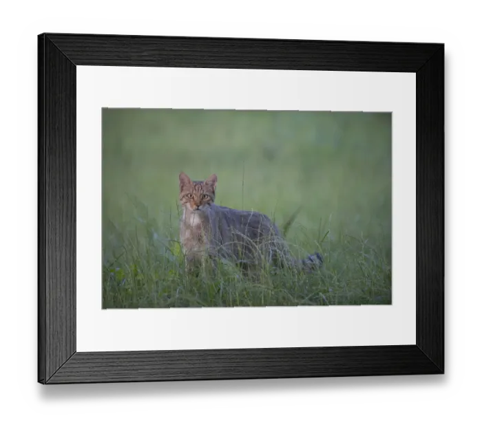 Framed Print : Wild cat (Felis silvestris) in long grass, Codrii Forest Reserve, Moldova, June Framed Print : Wild cat (Felis silvestris) in long grass, Codrii Forest Reserve, Moldova, June