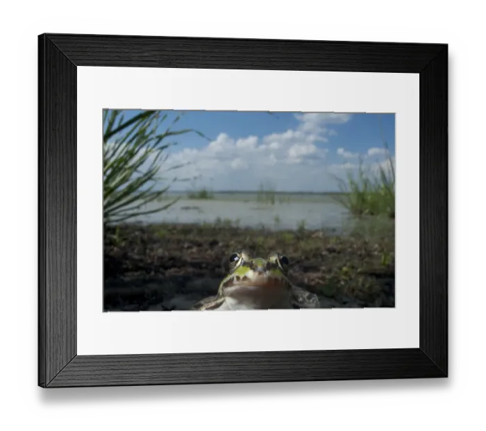 Framed Print : European edible frog (Rana esculenta) by Lake Belau, June