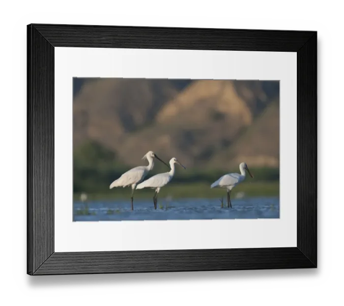 Framed Print : Three Spoonbills (Platalea leucorodia) two juveniles and an adult standing in water Framed Print : Three Spoonbills (Platalea leucorodia) two juveniles and an adult standing in water