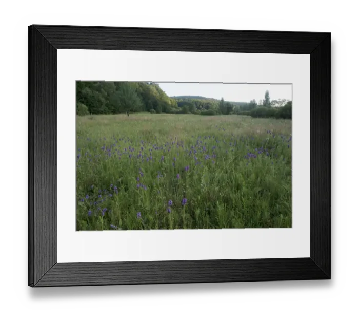 Framed Print : Betony (Stachys sp) flowering in a meadow, Central Moldova, July 2009 Framed Print : Betony (Stachys sp) flowering in a meadow, Central Moldova, July 2009