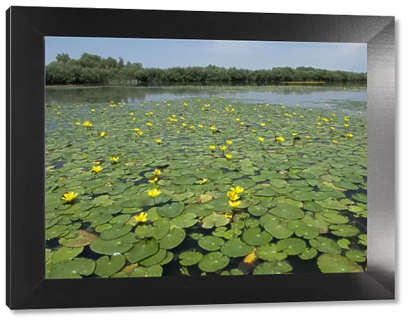 Water lilies on Lake Belau, Moldova, June 2009