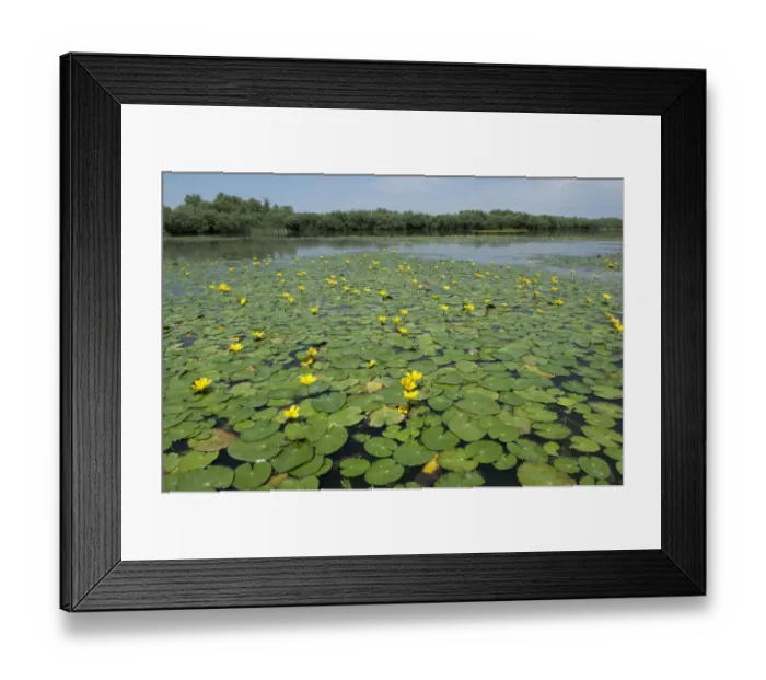 Framed Print : Water lilies on Lake Belau, Moldova, June 2009 Framed Print : Water lilies on Lake Belau, Moldova, June 2009