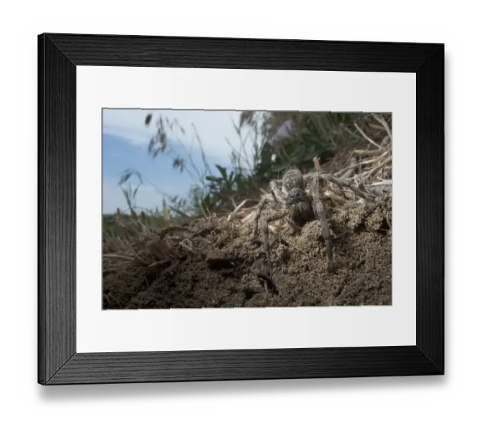 Framed Print : Wolf spider {Lycosa vultuosa} near its burrow, South Moldova, June Framed Print : Wolf spider {Lycosa vultuosa} near its burrow, South Moldova, June