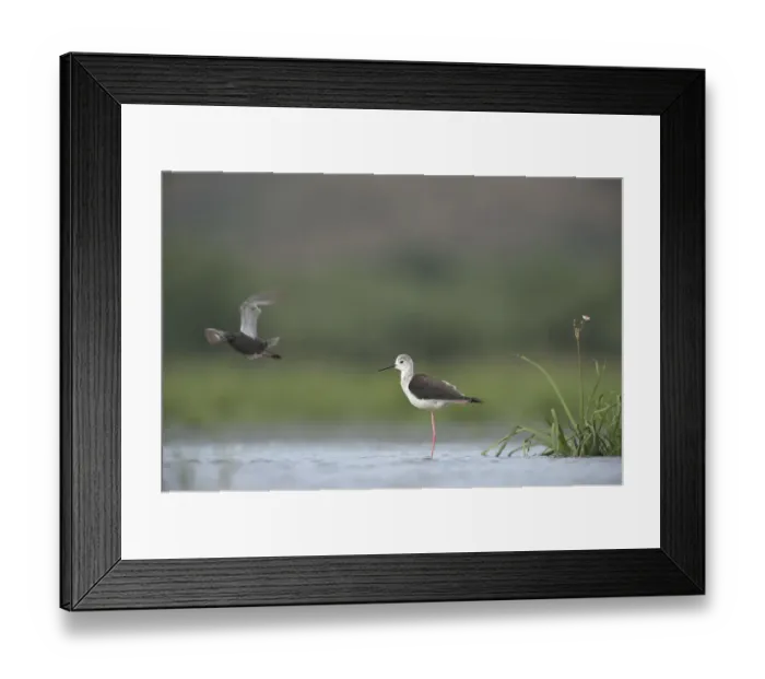 Framed Print : Black winged stilt (Himantopus himantopus) standing in water on one leg, with a Spotted redshank Framed Print : Black winged stilt (Himantopus himantopus) standing in water on one leg, with a Spotted redshank