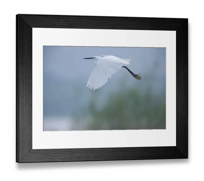 Framed Print : Little egret (Egretta garzetta) in flight, Lake Belau, Moldova, June Framed Print : Little egret (Egretta garzetta) in flight, Lake Belau, Moldova, June