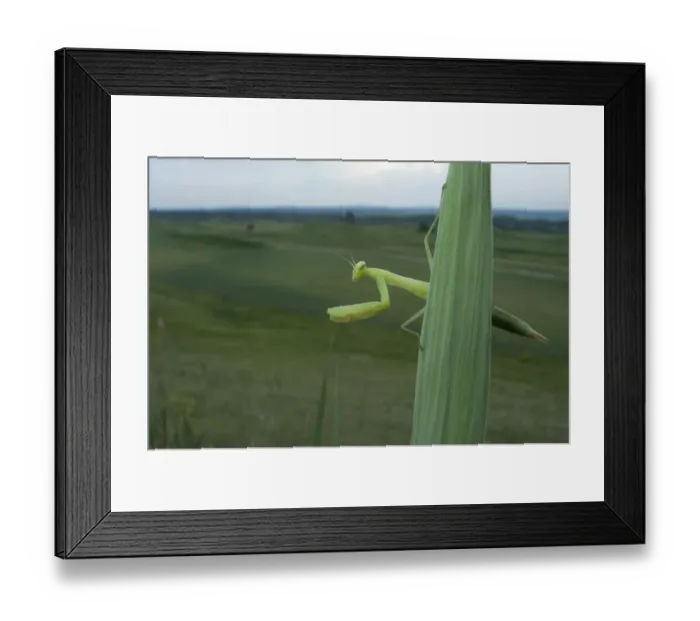 Framed Print : European praying mantis (Mantis religiosa) on leaf, Thousand Hills region, North West Moldova Framed Print : European praying mantis (Mantis religiosa) on leaf, Thousand Hills region, North West Moldova