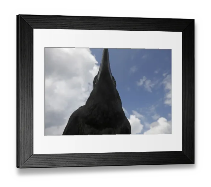 Framed Print : Raven (Corvus corax) Cliffs of Moher, Burren region, Ireland, June 2009 Framed Print : Raven (Corvus corax) Cliffs of Moher, Burren region, Ireland, June 2009