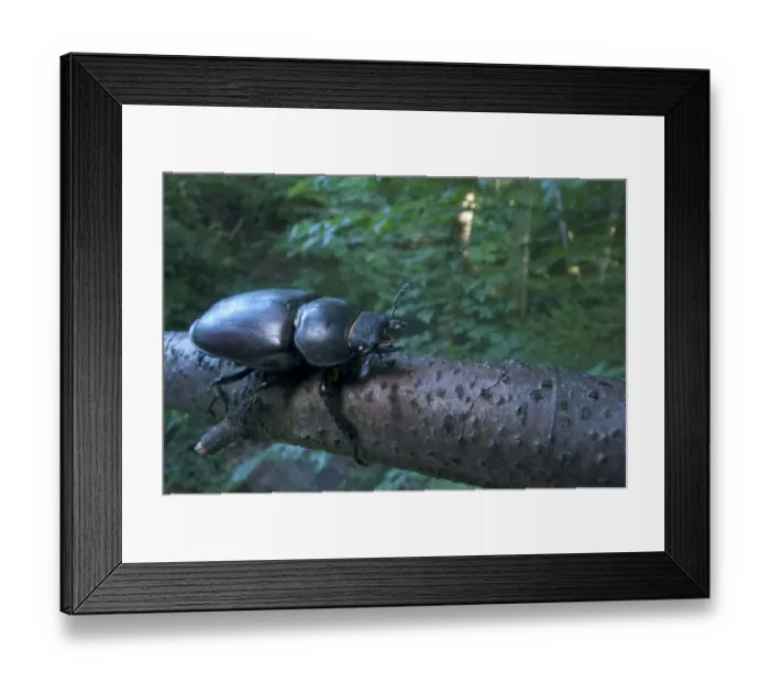 Framed Print : Female Stag beetle {Lucanus cervus} on a branch, Codrii Reserve, Central Moldova, June Framed Print : Female Stag beetle {Lucanus cervus} on a branch, Codrii Reserve, Central Moldova, June