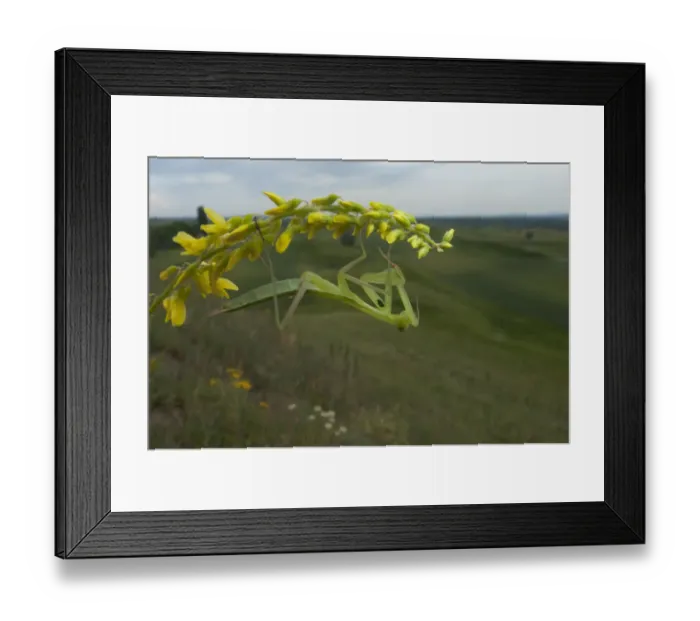 Framed Print : European praying mantis (Mantis religiosa) on flower, Thousand Hills region, North West Moldova Framed Print : European praying mantis (Mantis religiosa) on flower, Thousand Hills region, North West Moldova
