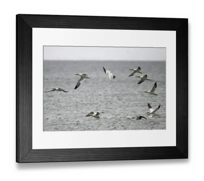 Framed Print : Northern gannets (Morus bassanus) diving, Saltee Islands, County Wexford, Ireland Framed Print : Northern gannets (Morus bassanus) diving, Saltee Islands, County Wexford, Ireland