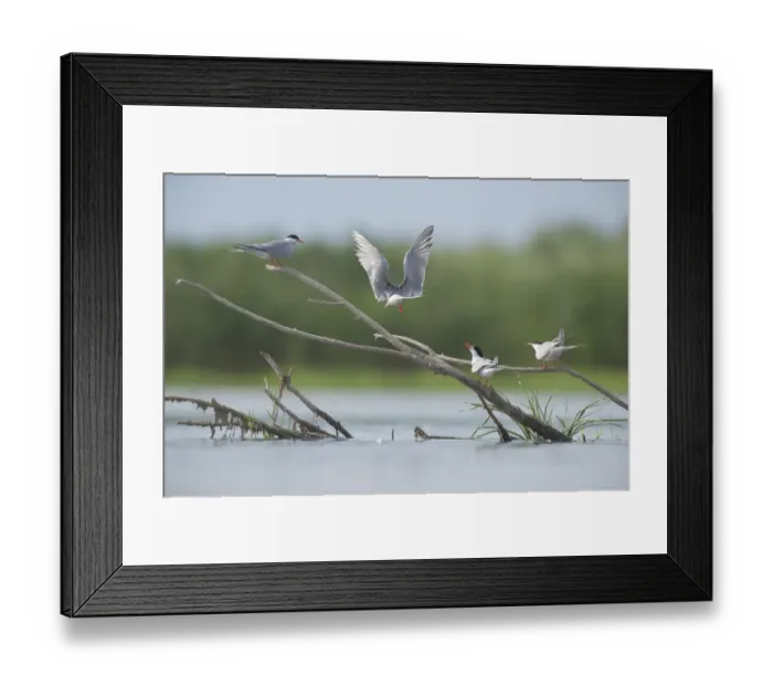 Framed Print : Common terns (Sterna hirundo) on branches sticking out of water, Lake Belau, Moldova Framed Print : Common terns (Sterna hirundo) on branches sticking out of water, Lake Belau, Moldova