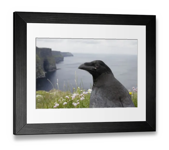 Framed Print : Raven (Corvus corax) on cliff top, Cliffs of Moher, The Burren, County Clare, Ireland