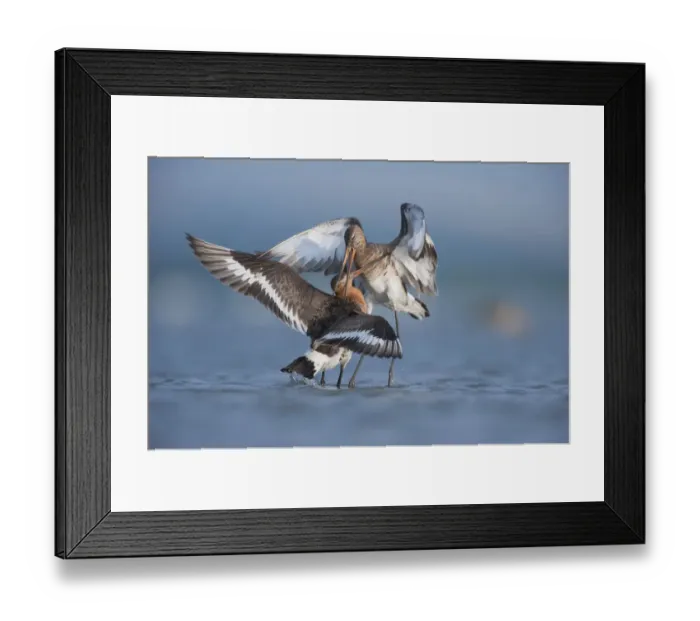 Framed Print : Black tailed godwits (Limosa Limosa) fighting, Lake Belau, Moldova, June Framed Print : Black tailed godwits (Limosa Limosa) fighting, Lake Belau, Moldova, June