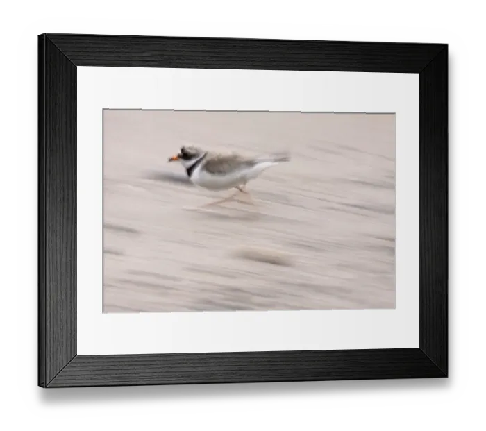Framed Print : Ringed plover (Charadrius hiaticulus) running, South east Ireland, June 2009 Framed Print : Ringed plover (Charadrius hiaticulus) running, South east Ireland, June 2009