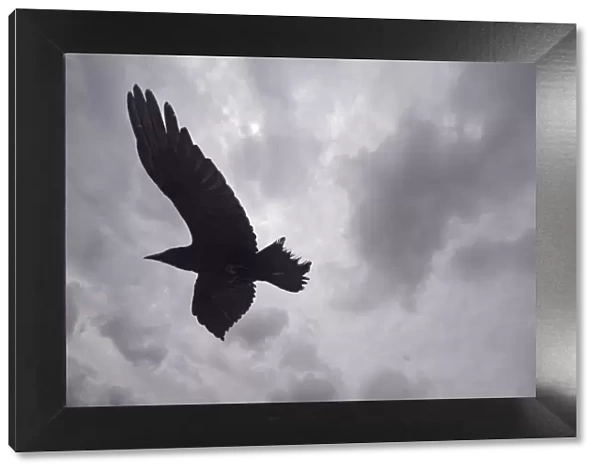 Raven (Corvus corax) in flight, silhouetted, The Burren, County Clare, Ireland, June 2009