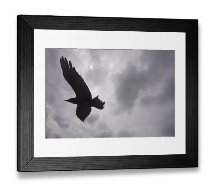 Framed Print : Raven (Corvus corax) in flight, silhouetted, The Burren, County Clare, Ireland, June 2009 Framed Print : Raven (Corvus corax) in flight, silhouetted, The Burren, County Clare, Ireland, June 2009