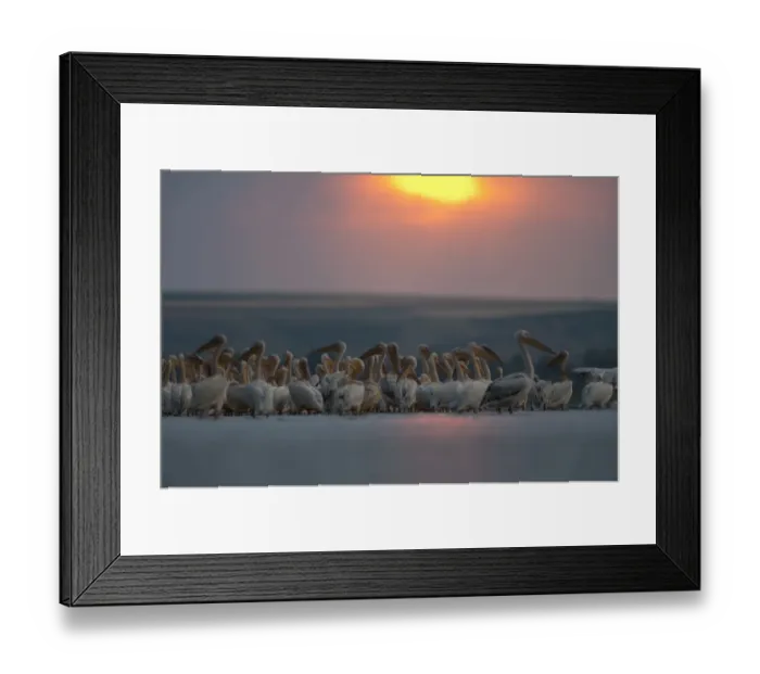 Framed Print : White pelicans (Pelecanus onocrotalus) standing in water, Lake Belau, Moldova, June 2009 Framed Print : White pelicans (Pelecanus onocrotalus) standing in water, Lake Belau, Moldova, June 2009