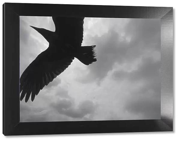 Raven (Corvus corax) in flight, The Burren, County Clare, Ireland, June 2009