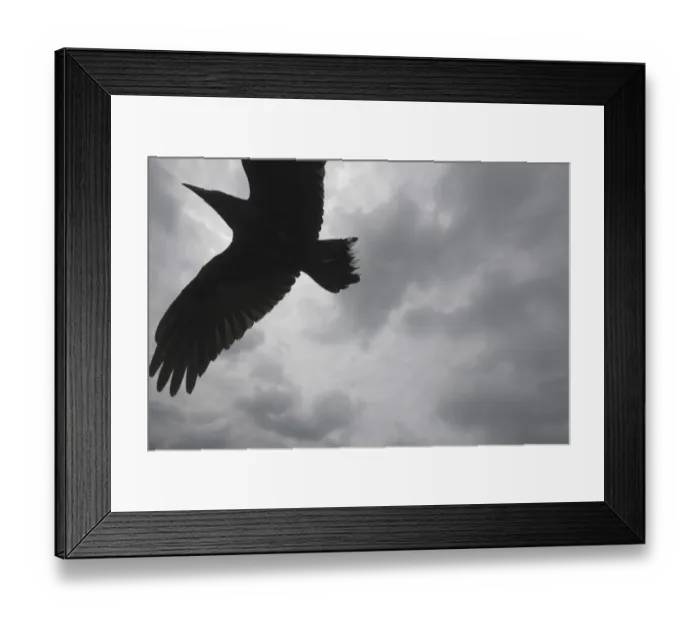 Framed Print : Raven (Corvus corax) in flight, The Burren, County Clare, Ireland, June 2009 Framed Print : Raven (Corvus corax) in flight, The Burren, County Clare, Ireland, June 2009