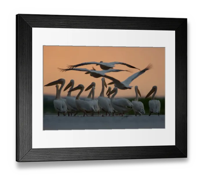 Framed Print : White pelicans (Pelecanus onocrotalus) in water, three flying overhead, Lake Belau Framed Print : White pelicans (Pelecanus onocrotalus) in water, three flying overhead, Lake Belau