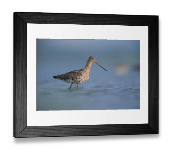 Framed Print : Black tailed godwit (Limosa Limosa) walking through water, Lake Belau, Moldova, June Framed Print : Black tailed godwit (Limosa Limosa) walking through water, Lake Belau, Moldova, June