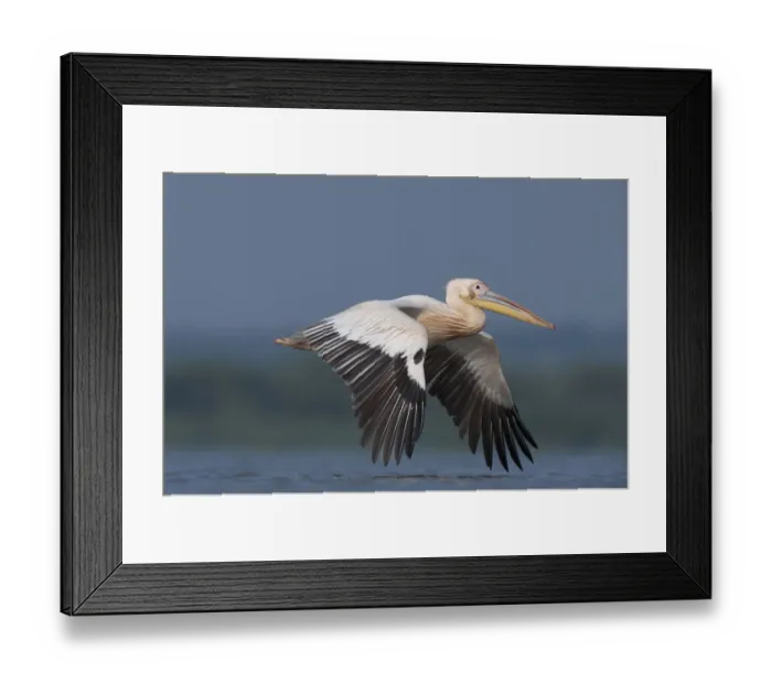 Framed Print : White pelican (Pelecanus onocrotalus) in flight, Lake Belau, Moldova, June Framed Print : White pelican (Pelecanus onocrotalus) in flight, Lake Belau, Moldova, June