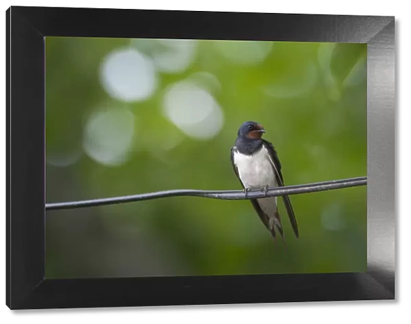 Barn swallow (Hirundo rustica) perched on wire, Moldova, June