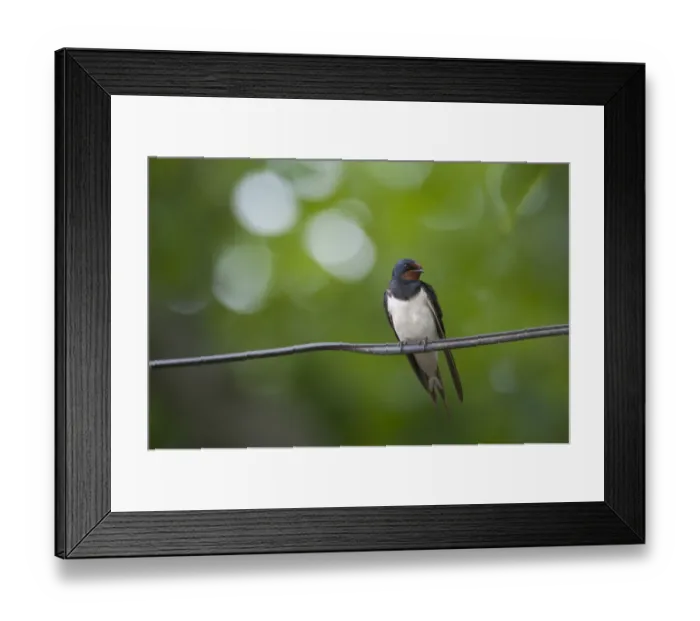 Framed Print : Barn swallow (Hirundo rustica) perched on wire, Moldova, June Framed Print : Barn swallow (Hirundo rustica) perched on wire, Moldova, June