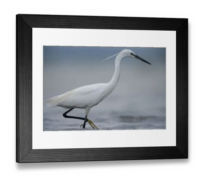 Framed Print : Little egret (Egretta garzetta) profile, Lake Belau, Moldova, June Framed Print : Little egret (Egretta garzetta) profile, Lake Belau, Moldova, June