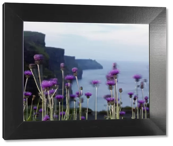 Melancholy thistle (Cirsium heterophyllum) flowers, Cliffs of Moher, The Burren, County Clare