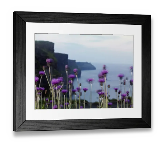 Framed Print : Melancholy thistle (Cirsium heterophyllum) flowers, Cliffs of Moher, The Burren, County Clare Framed Print : Melancholy thistle (Cirsium heterophyllum) flowers, Cliffs of Moher, The Burren, County Clare