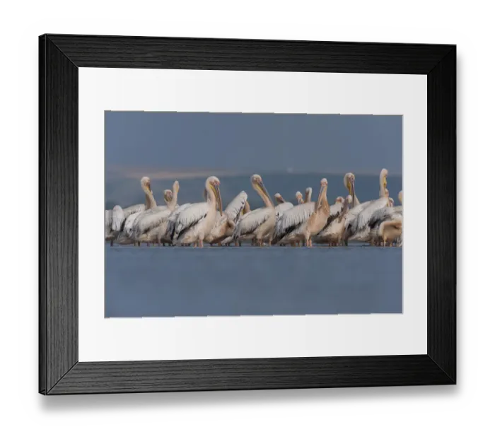 Framed Print : White pelicans (Pelecanus onocrotalus) preening, Lake Belau, Moldova, June Framed Print : White pelicans (Pelecanus onocrotalus) preening, Lake Belau, Moldova, June