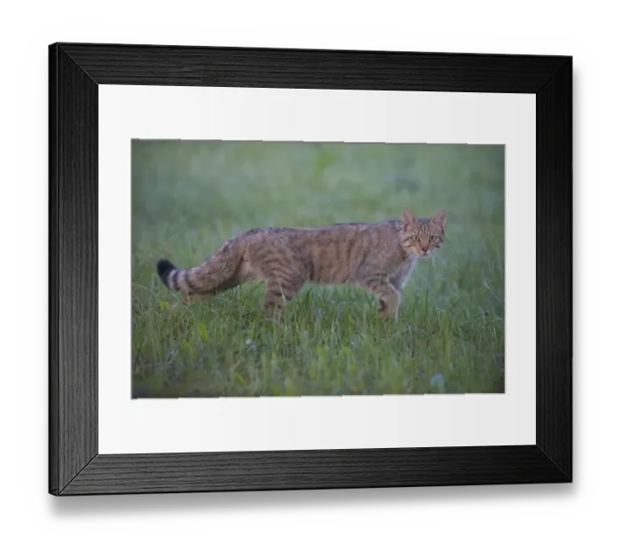 Framed Print : Wild cat (Felis silvestris) walking, Codrii Forest Reserve, Moldova, June Framed Print : Wild cat (Felis silvestris) walking, Codrii Forest Reserve, Moldova, June