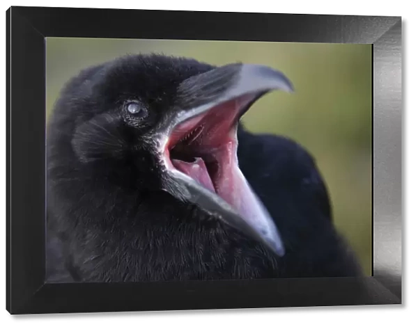 Common raven (Corvus corax) calling, beak open, The Burren, County Clare, Ireland