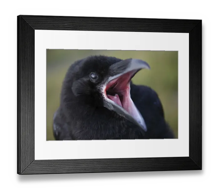 Framed Print : Common raven (Corvus corax) calling, beak open, The Burren, County Clare, Ireland Framed Print : Common raven (Corvus corax) calling, beak open, The Burren, County Clare, Ireland