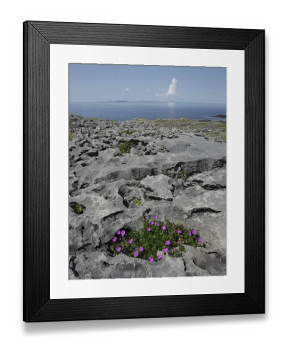 Framed Print : Bloody cranebill (Geranium sanguineum) in flower growing on rocks, Black Head, The Burren Framed Print : Bloody cranebill (Geranium sanguineum) in flower growing on rocks, Black Head, The Burren