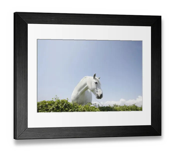 Framed Print : White horse, The Burren region, County Clare, Ireland, June 2009