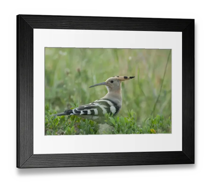 Framed Print : Hoopoe (Upupa epops) portrait, Moldova, June Framed Print : Hoopoe (Upupa epops) portrait, Moldova, June