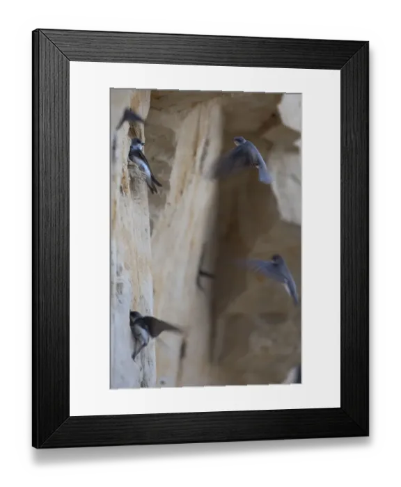 Framed Print : Sand martins (Riparia riparia) flying to nests in holes in cliff, Moldova, June Framed Print : Sand martins (Riparia riparia) flying to nests in holes in cliff, Moldova, June