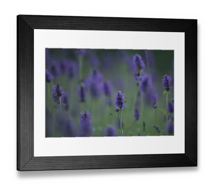 Framed Print : Betony (Stachys sp) flowers, Central Moldova, July Framed Print : Betony (Stachys sp) flowers, Central Moldova, July